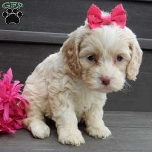 Samantha, Cockapoo Puppy